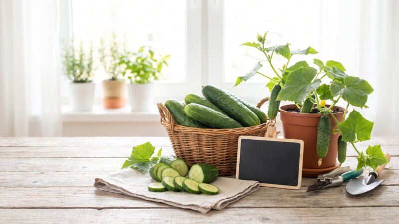 Hoeveel komkommers van 1 plant?