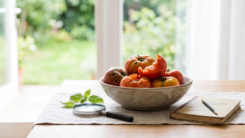 Wat bijt er uit mijn tomaten?